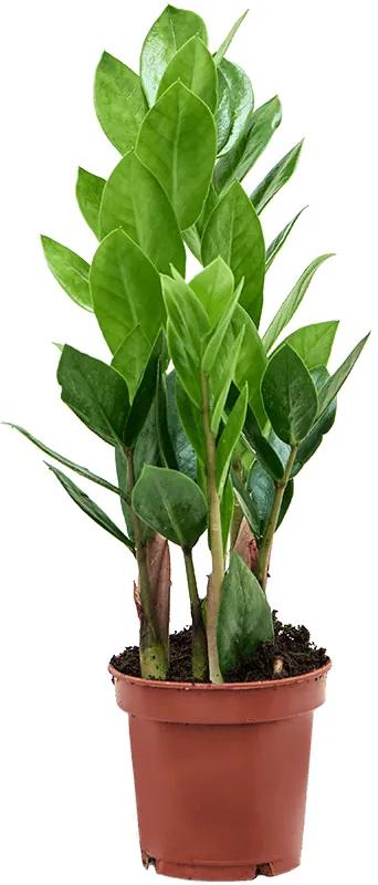 Zamioculcas zamiifolia 10,5x35 cm