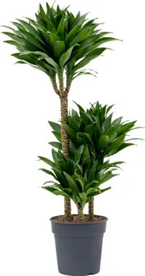 Dracaena fragrans compacta 60-30-15 pots.21x90 cm