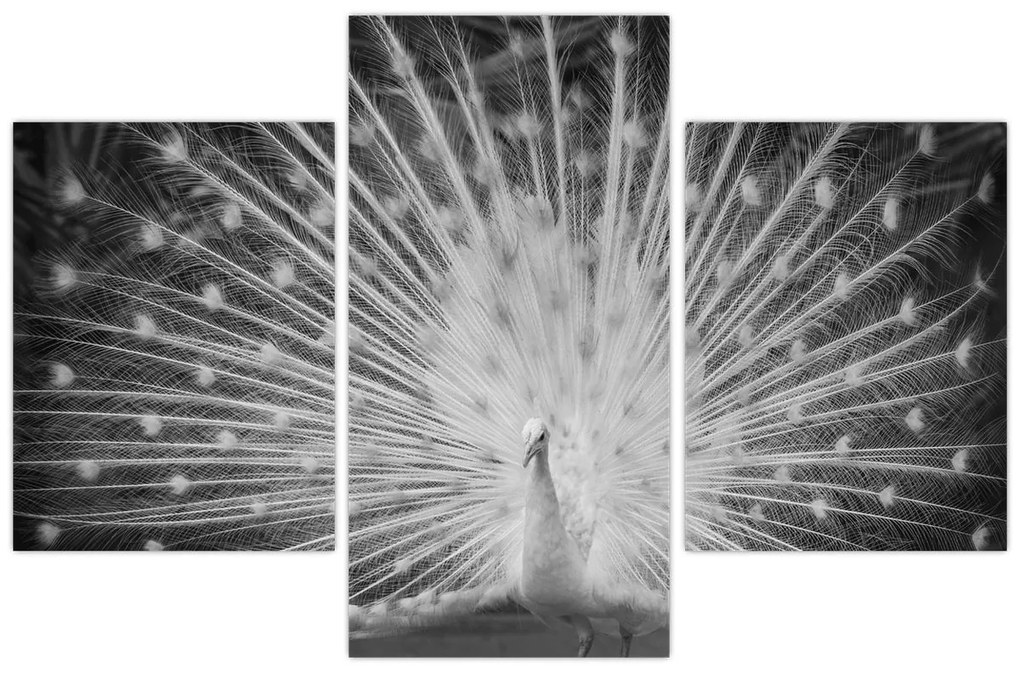 Obraz - Biely páv (90x60 cm)