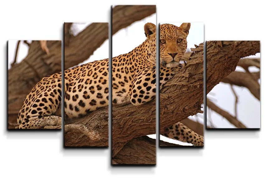 Sablio Obraz - 5-dílný Leopard 2 - 125x90 cm