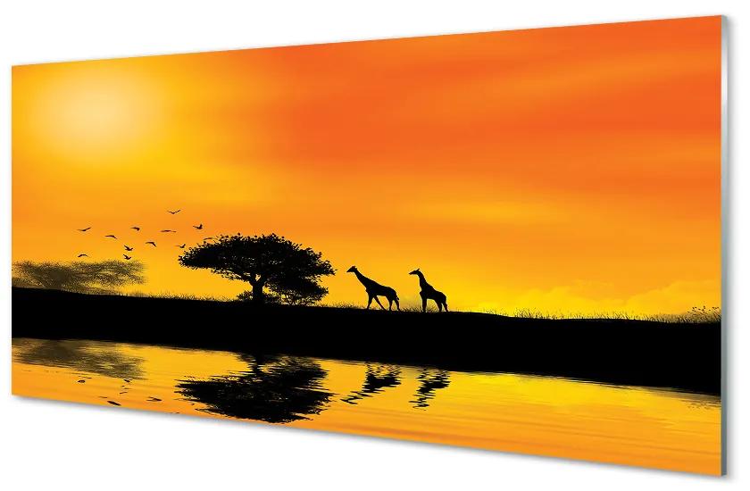 Obraz na skle Žirafy tree west lake 100x50 cm