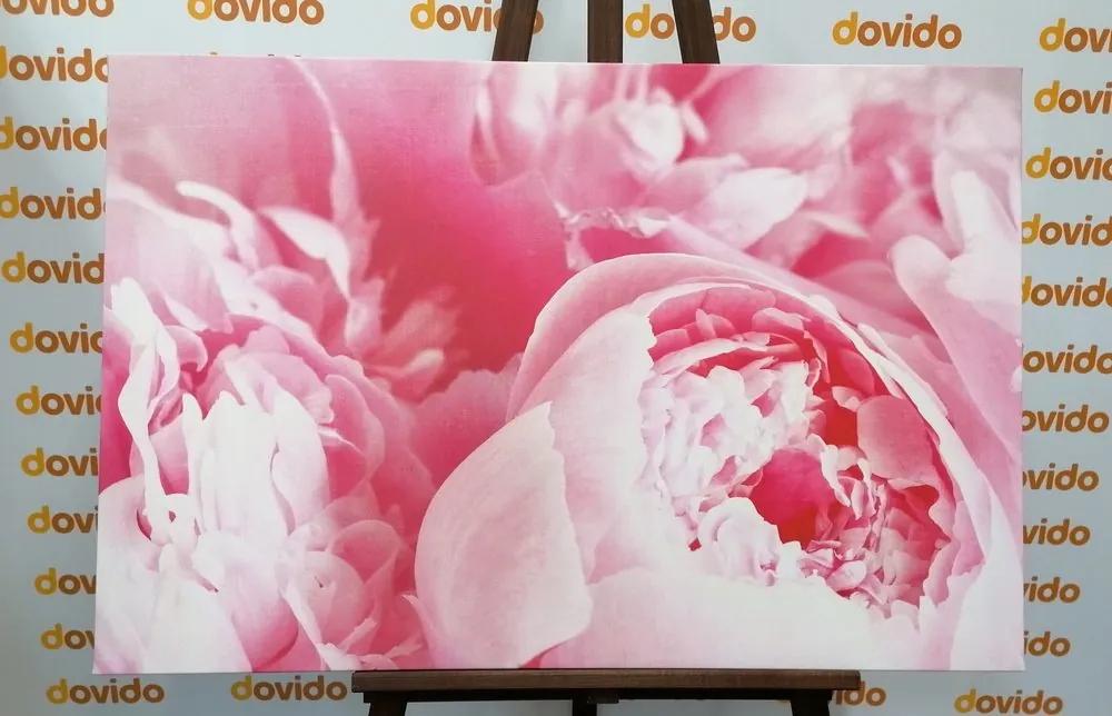 Obraz lupienky kvetu - 60x40
