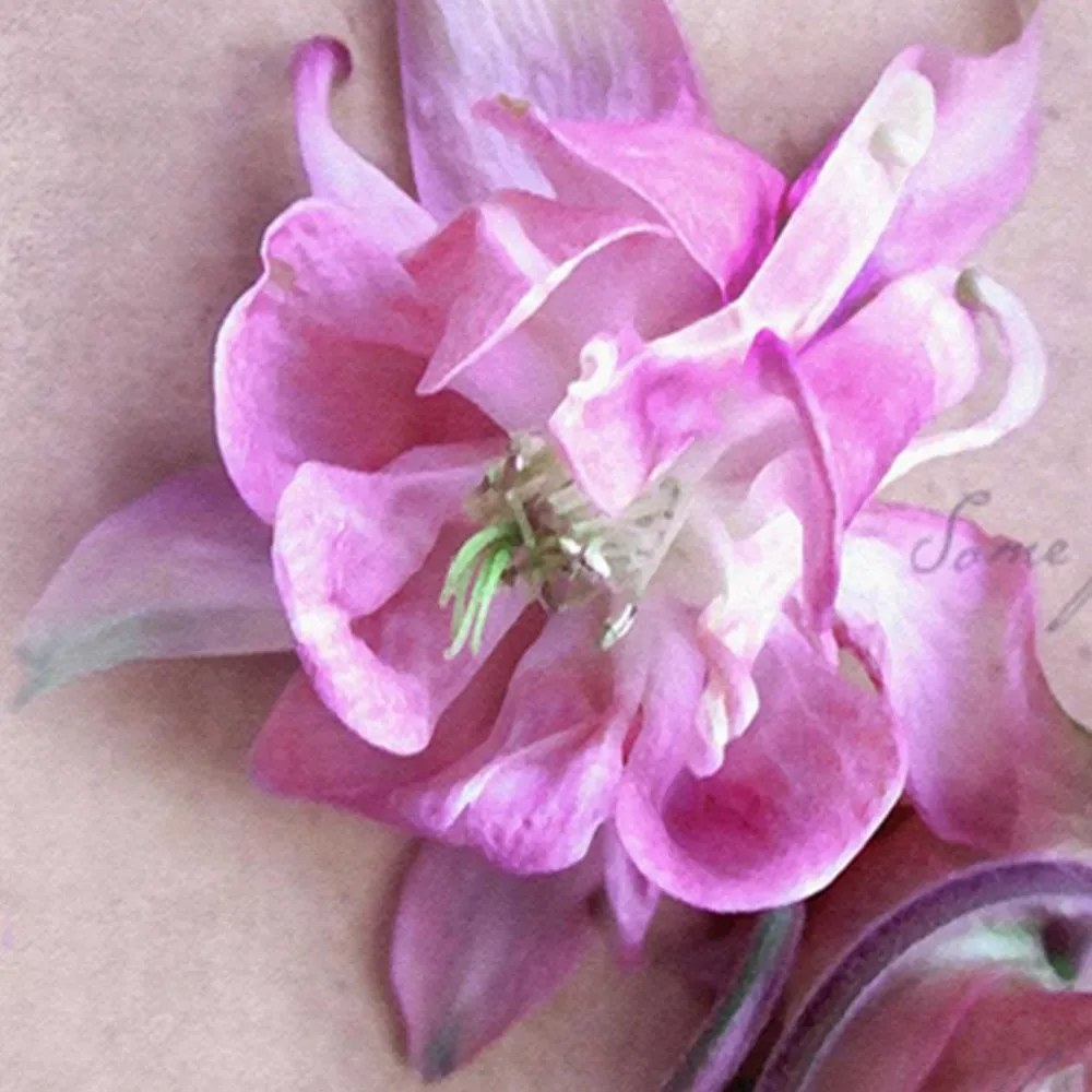 Ozdobný paraván Růžová orchidej - 180x170 cm, päťdielny, obojstranný paraván 360°