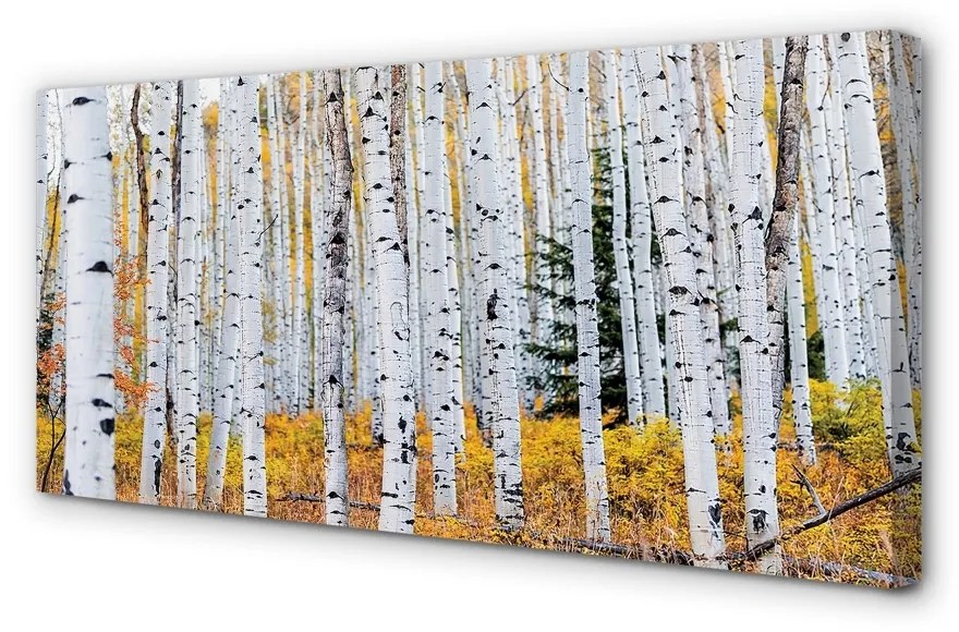 Obraz canvas jesene breza 140x70 cm