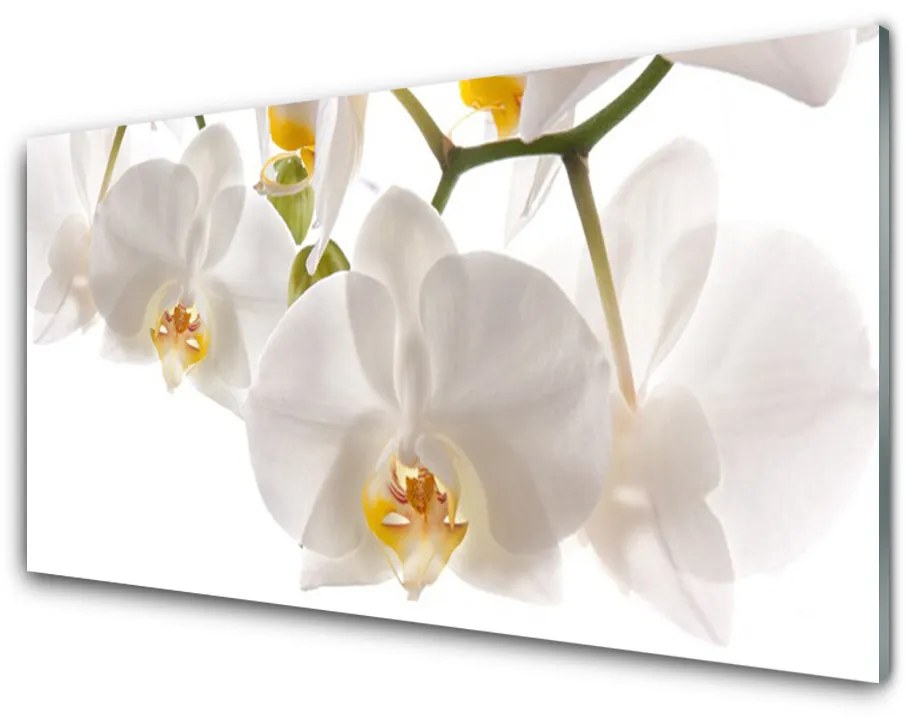 Obraz plexi Orchidea kvety príroda 100x50 cm