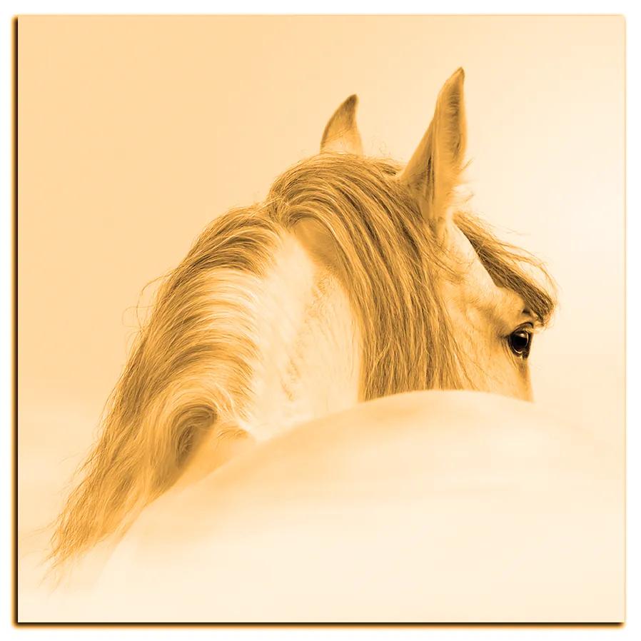 Obraz na plátne - Andalúzsky kôň v hmle - štvorec 3219FA (50x50 cm)