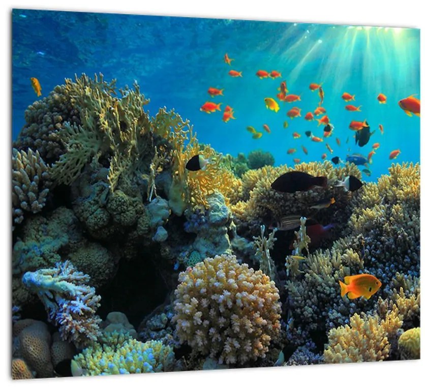 Obraz podmorského sveta