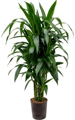 Dracaena fragrans Janet Craig multi 18/19 výška 100 cm