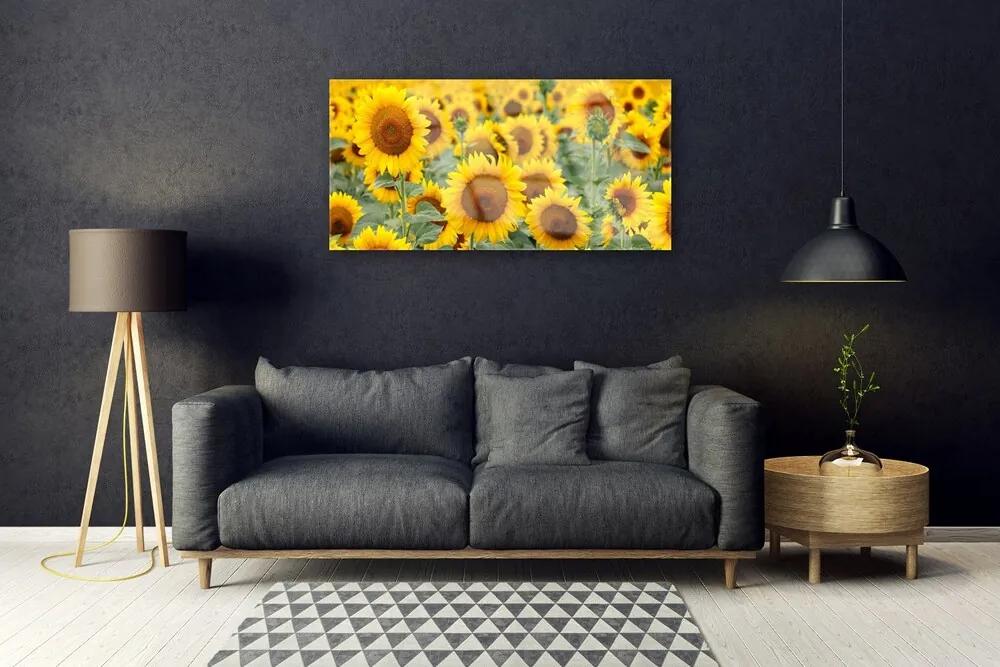 Skleneny obraz Slnečnica rastlina príroda 125x50 cm