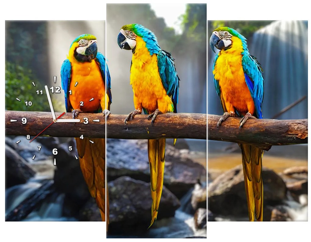 Gario Obraz s hodinami Farebné papagáje - 3 dielny Rozmery: 80 x 40 cm
