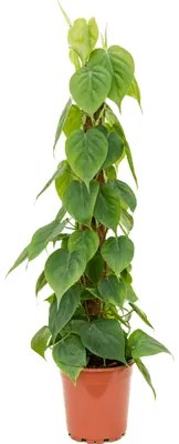 Philodendron scandens mosspole stlp 24x120 cm