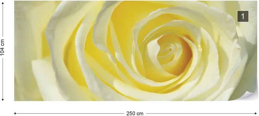 Fototapeta GLIX - Rose Flower Cream Yellow + lepidlo ZADARMO Vliesová tapeta  - 250x104 cm