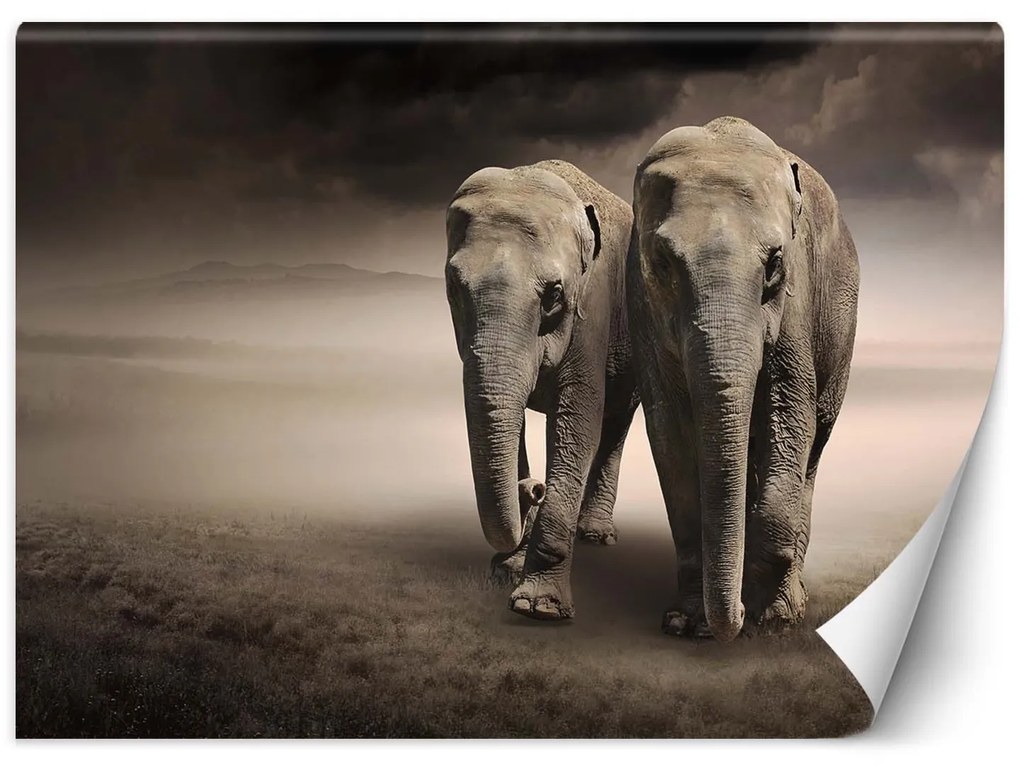 Gario Fototapeta Pár slonov Materiál: Vliesová, Rozmery: 200 x 140 cm