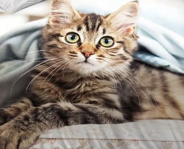 Obliečky KITTY RAME 3-dielna sada 140x200 cm