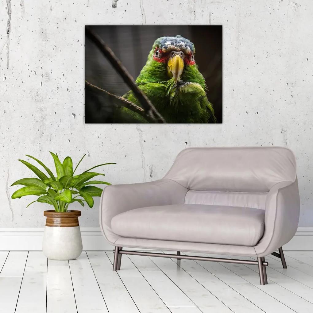 Sklenený obraz papagája (70x50 cm)