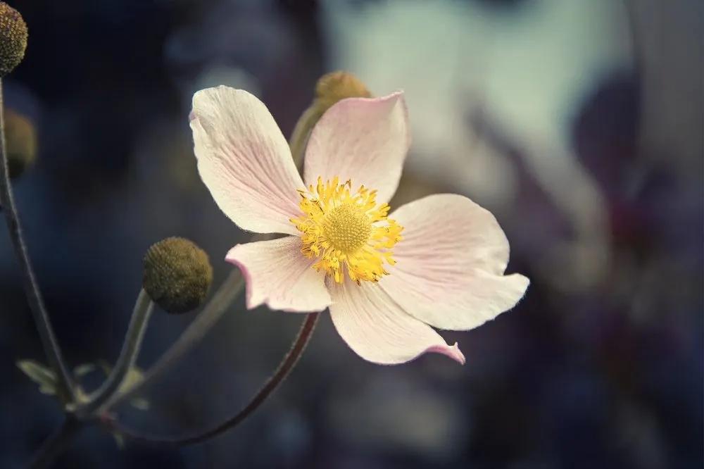 Samolepiaca fototapeta jemnosť kvetu - 225x150