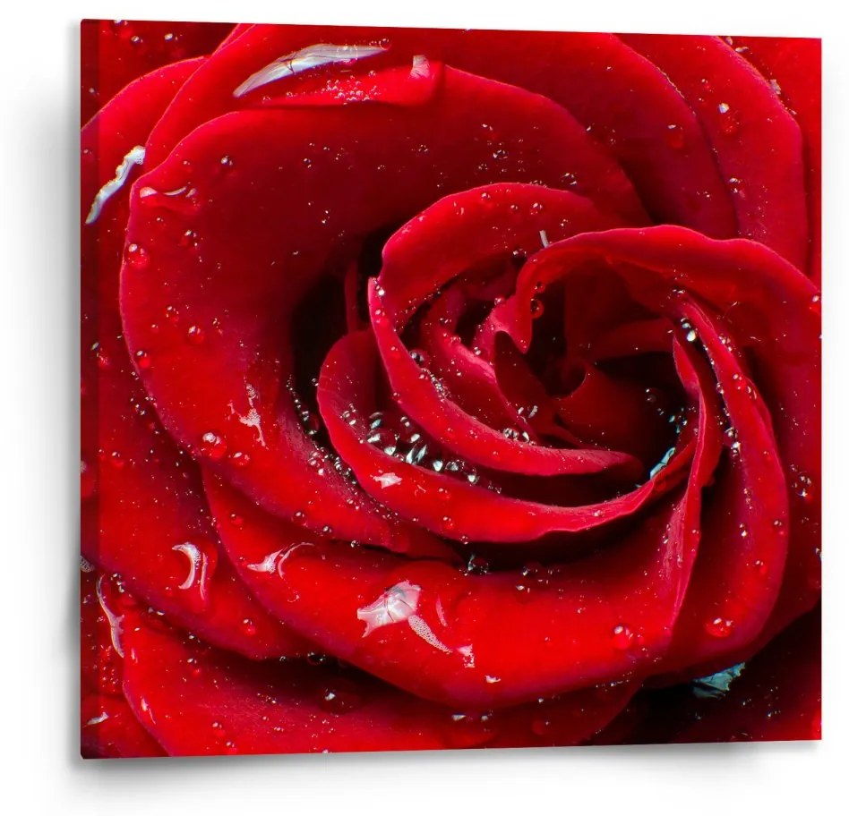 Sablio Obraz Ruža - 110x110 cm