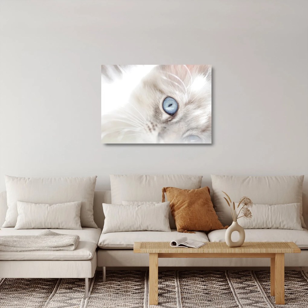 Sklenený obraz - Mačka s modrými očami (70x50 cm)