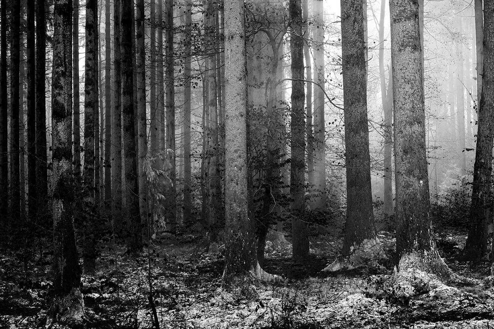 Samolepiaca fototapeta čiernobiele tajomstvo lesa - 375x250