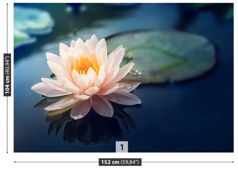 Fototapeta Vliesová Lotosový kvet rybník 250x104 cm