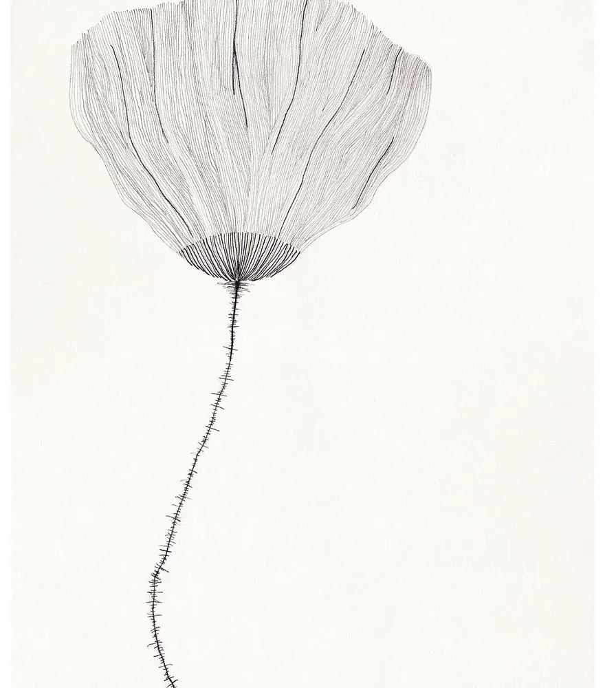 The Poster Club Plagát Poppy by Ana Frois 40x50 cm
