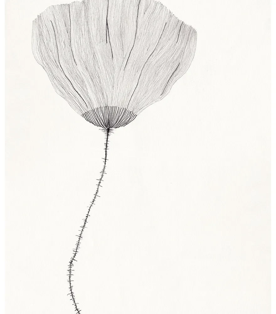 The Poster Club Plagát Poppy by Ana Frois 40x50 cm