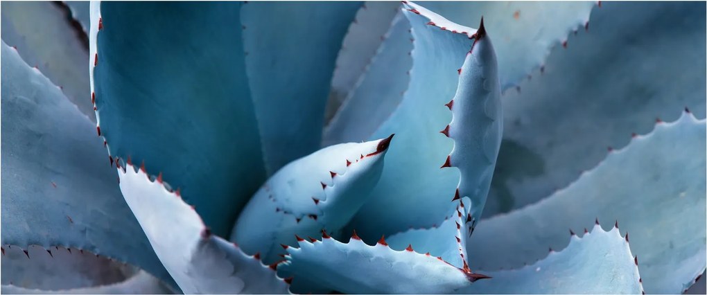 Obraz - Agáve (120x50 cm)