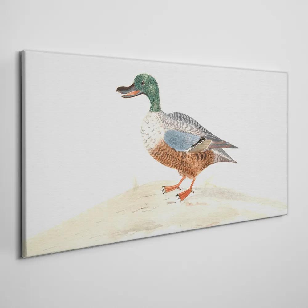 Obraz na plátne Kreslenie zvierat vták kačica