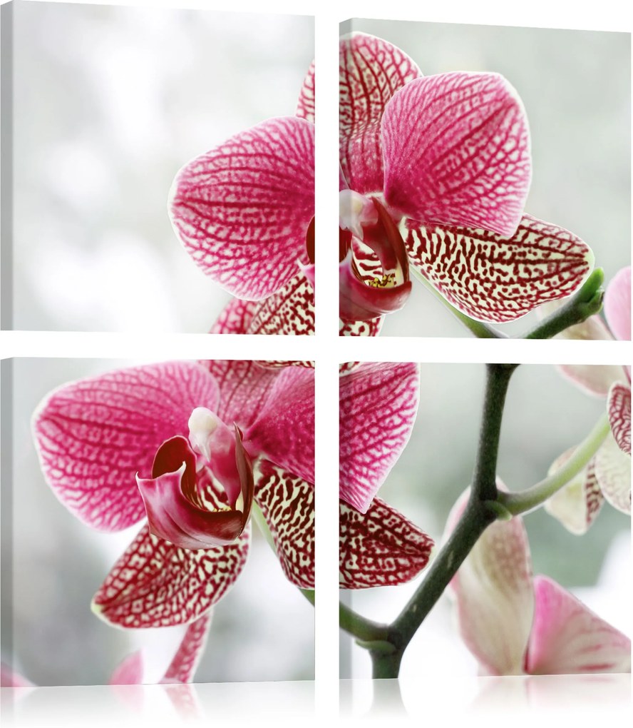 Obraz - Fancy orchid 40x40