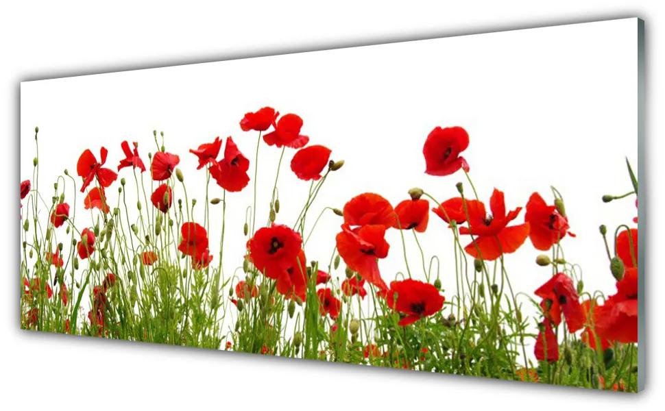 Obraz plexi Maky kvety príroda 125x50 cm