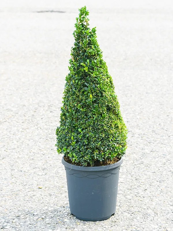 Buxus sempervirens pyramid 23x70 cm