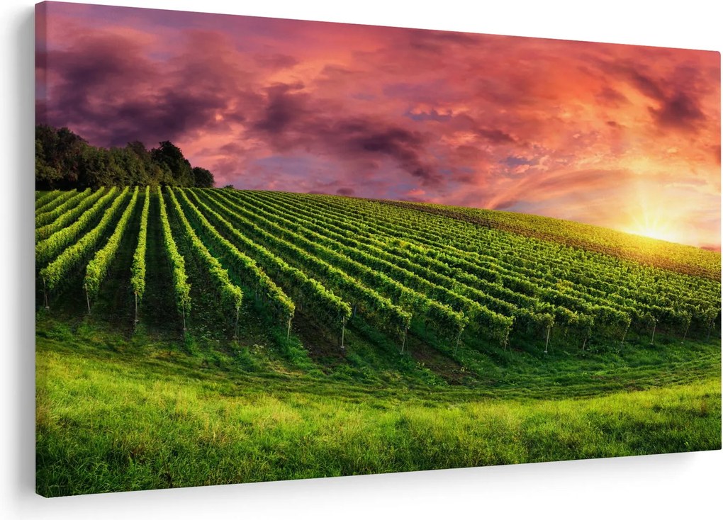 Obraz vinice s farebným nebom (90x60 cm)