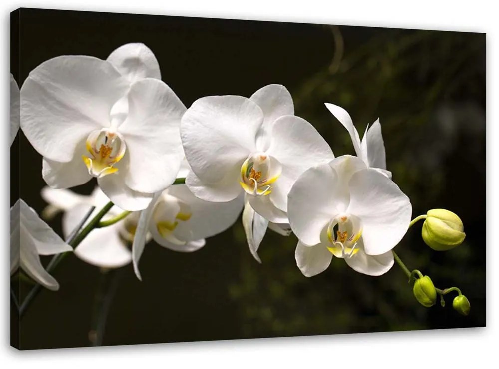 Gario Obraz na plátne Biele orchidey na čiernom pozadí Rozmery: 60 x 40 cm