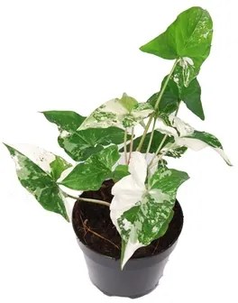 Syngonium variegat 15x35 cm