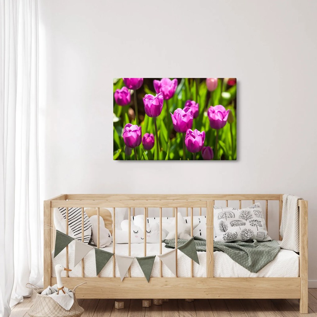 Obraz tulipánov na lúke (90x60 cm)