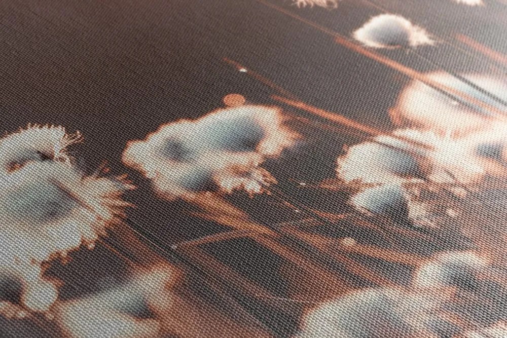 Obraz bavlnená tráva Varianta: 120x80