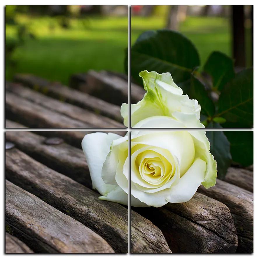 Obraz na plátne - Biela ruža na lavici - štvorec 3224E (100x100 cm)