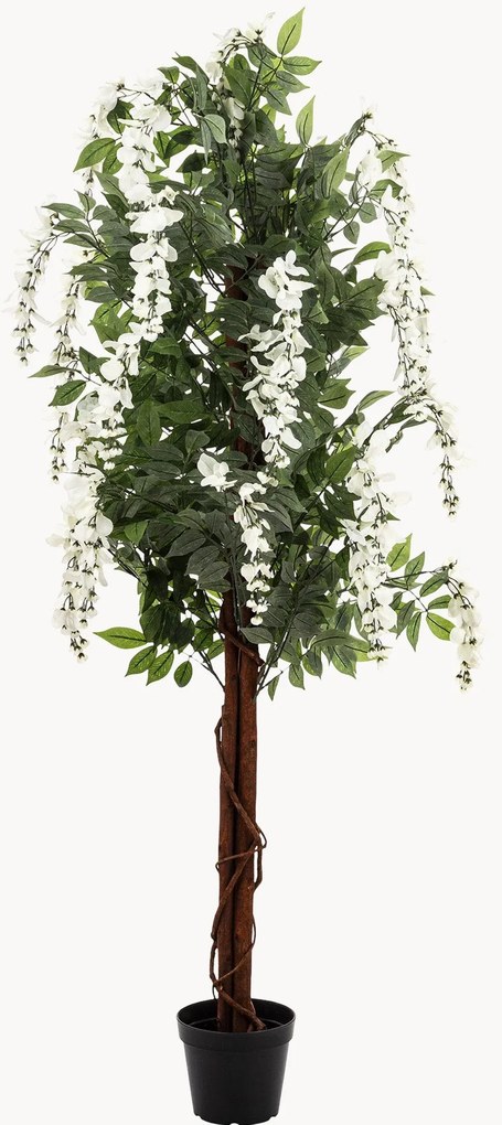 Rastlinná dekorácia v kvetináči Wisteria Tree