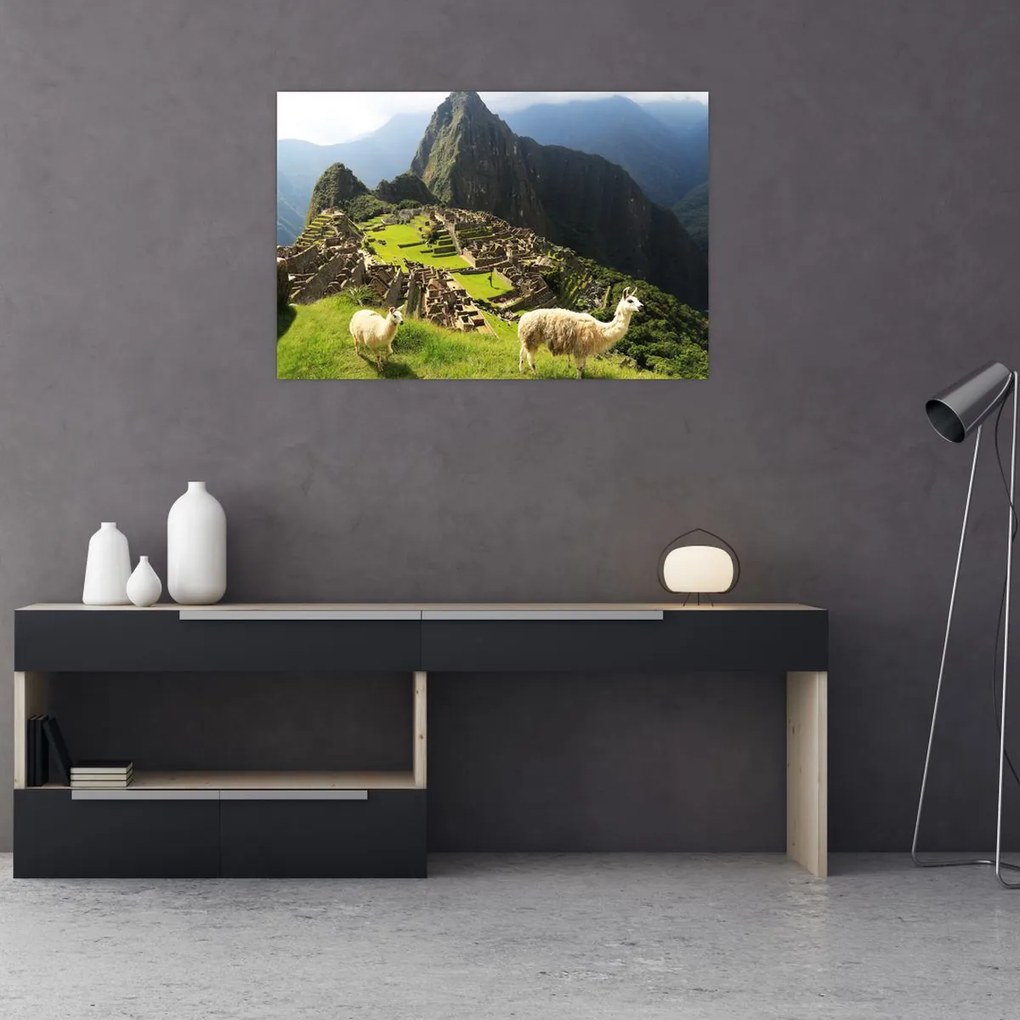 Obraz - Lamy v Machu Picchu (90x60 cm)