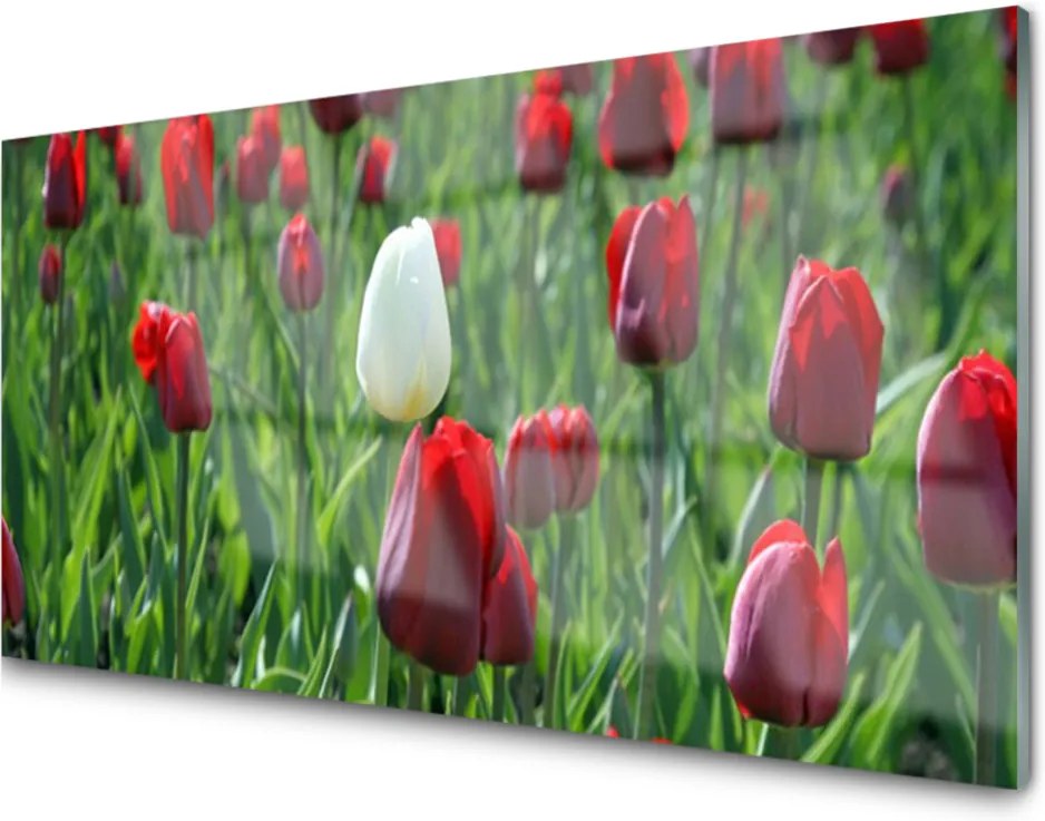 Plexisklo obraz Tulipány květiny příroda