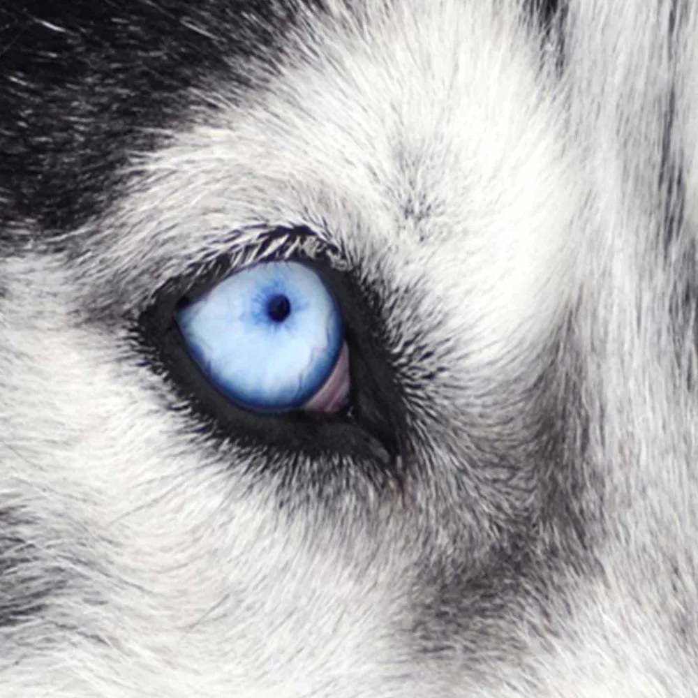 Gario Paraván Sibírsky husky Rozmery: 180 x 170 cm, Prevedenie: Otočný paraván 360°