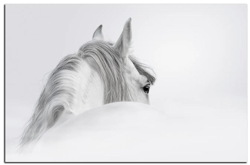 Obraz na plátne - Andalúzsky kôň v hmle 1219A (100x70 cm)