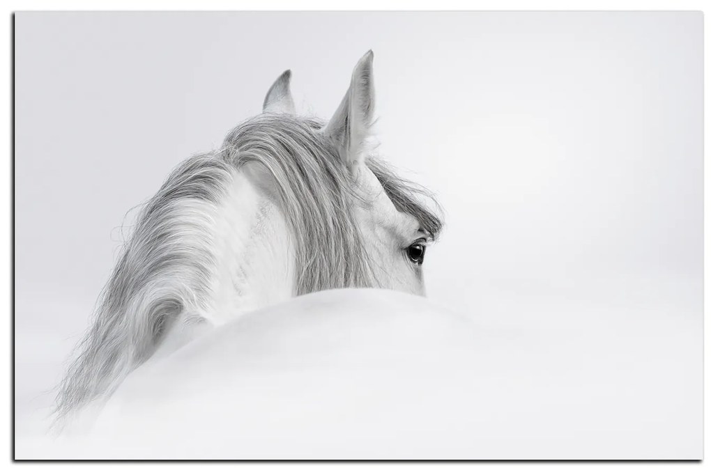 Obraz na plátne - Andalúzsky kôň v hmle 1219A (60x40 cm)