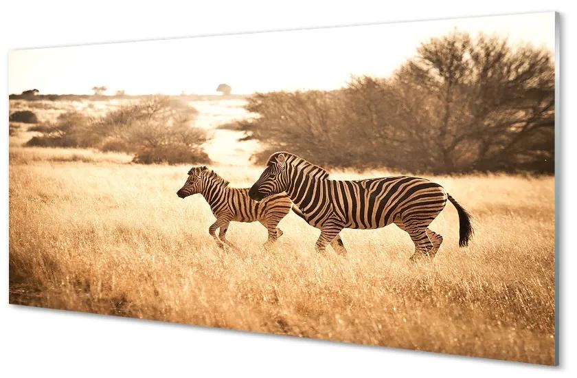 Sklenený obraz Zebra poľa sunset 100x50 cm