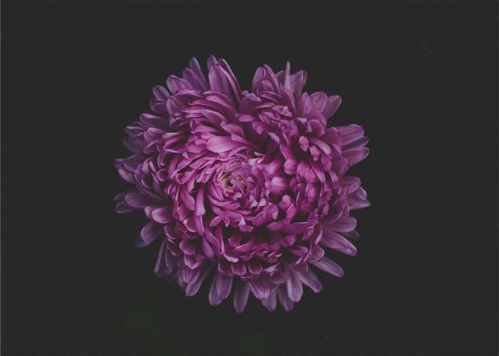 Obraz fialovej kvetiny (70x50 cm)