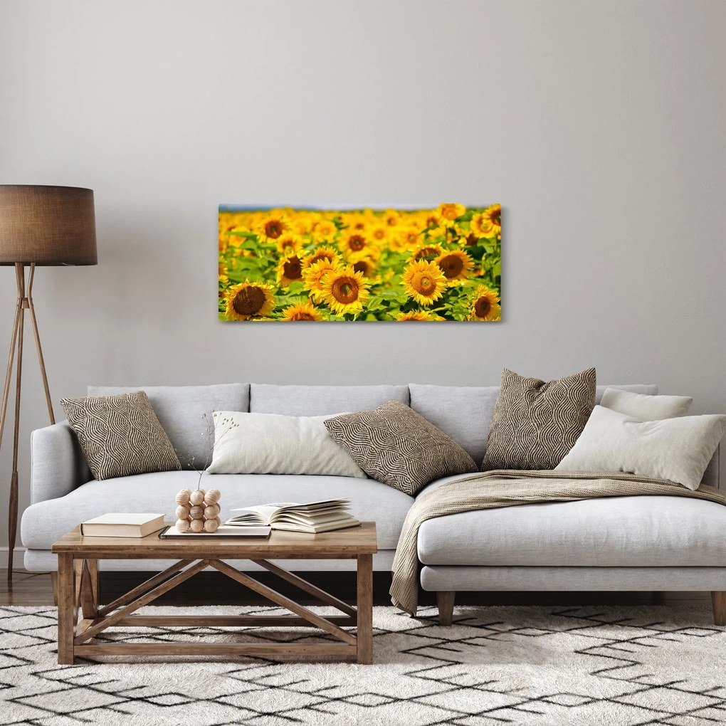 Obraz - Slnečnica (120x50 cm)
