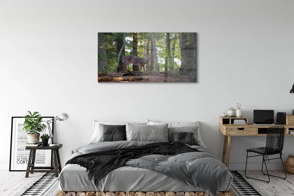 Obraz na akrylátovom skle Jeleň lesný 125x50 cm