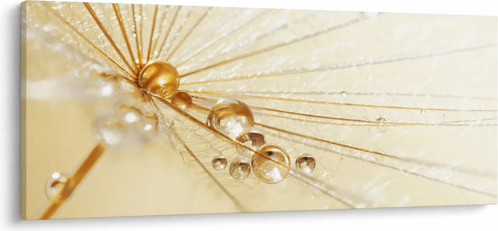 Obraz - Makro fotografie púpavy (120x50 cm)