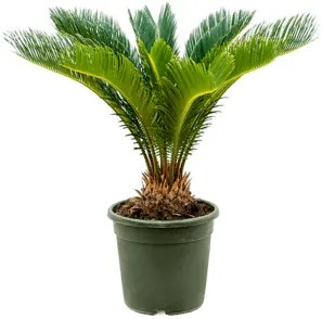 Cycas revoluta stem 43/100 cm