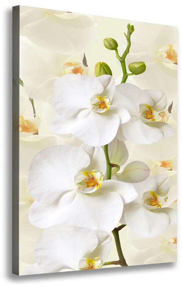 Foto obraz na plátne Biela orchidea pl-oc-70x100-f-123330197
